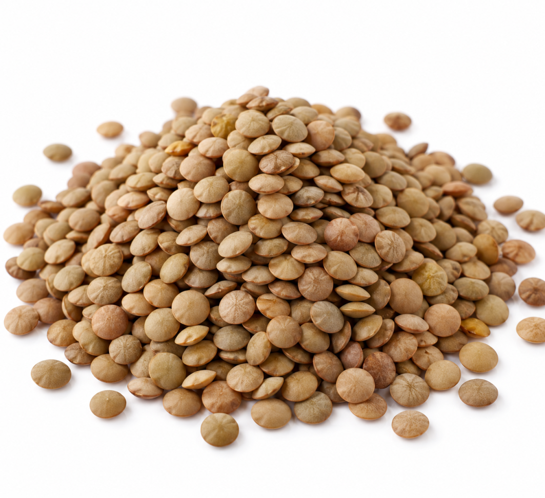 Lentilha Canadense